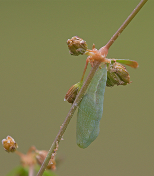 Dainty Sulphur chrysalis